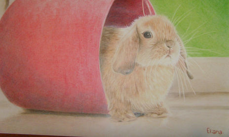 Animales