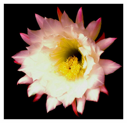 Serie flor de...