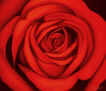 Rosas Rojas