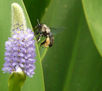 Comer volando