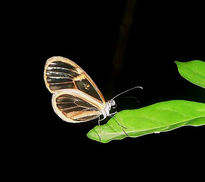 Mariposa nocturna