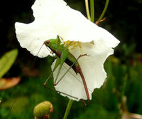 Saltamontes en flor