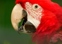 Guacamaya acercamiento