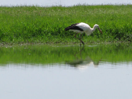 Garza