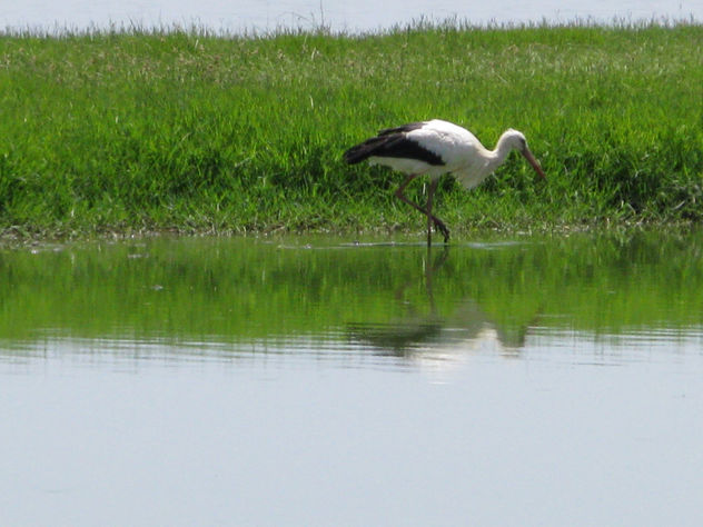 garza