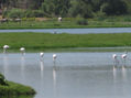 garzas