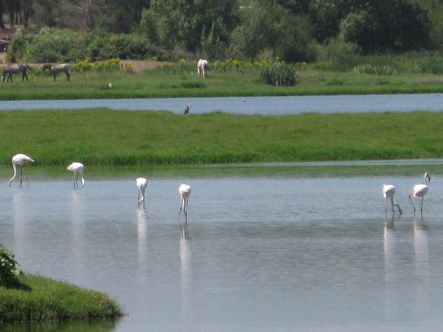 garzas