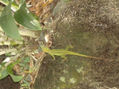 ''RIGOBERTO''