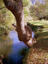 Árbol junto al Ebro.