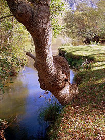 Árbol junto al Ebro.