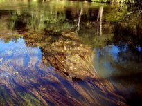 Reflejos y algas.