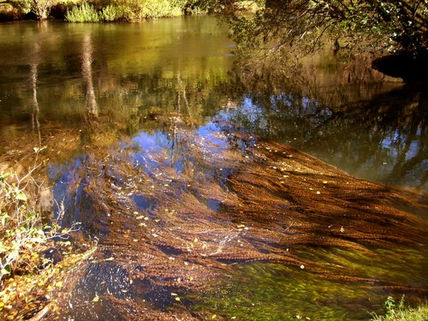 Reflejos y algas II.