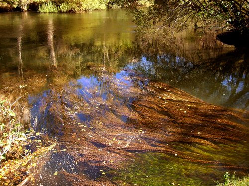 Reflejos y algas II.