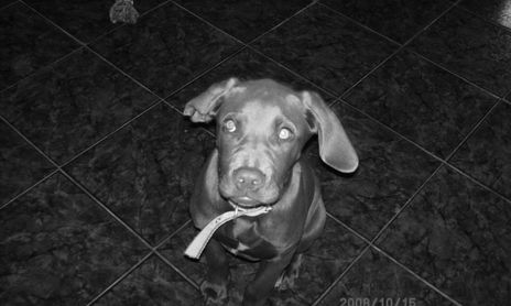 animal como nosotros