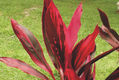"Planta Roja"