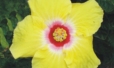 Flores, Plantas y Naturaleza