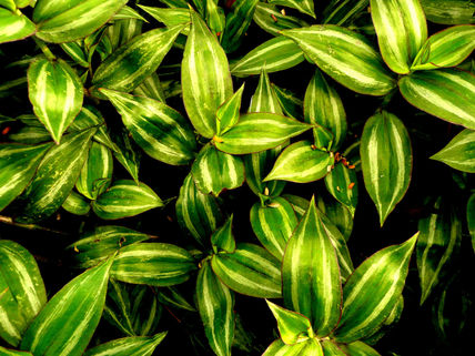 Vegetación