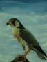 halcón peregrino