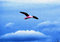 Gaviota