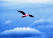 Gaviota