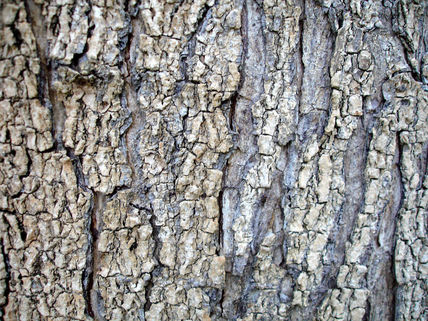 Tronco De Árbol...