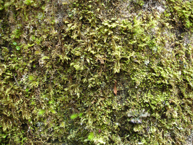 Vegetación De La Corota