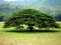 Árbol De La Dorada