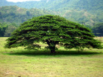 Árbol De La Dorada