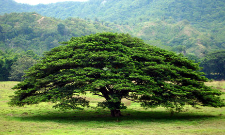 Naturaleza (Árboles)