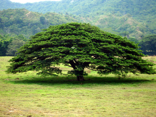 Árbol De La Dorada Naturaleza Color (Digital)