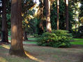 Bosque En Oregon (USA)