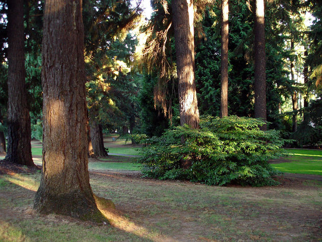 Bosque En Oregon (USA) Naturaleza Color (Digital)