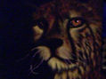 Mirada Felina
