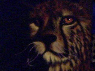 Mirada Felina