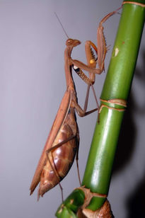 Mantis