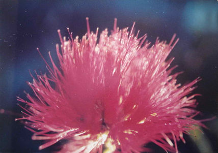Plumerillo
