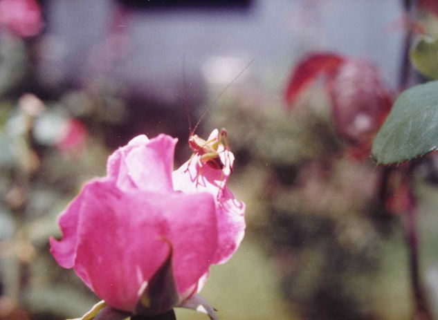 EL INTRUSO Naturaleza Color (Química)