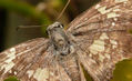 Macro mariposa