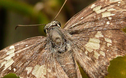 Macro mariposa