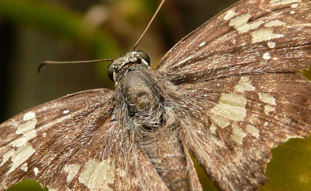 Macro mariposa