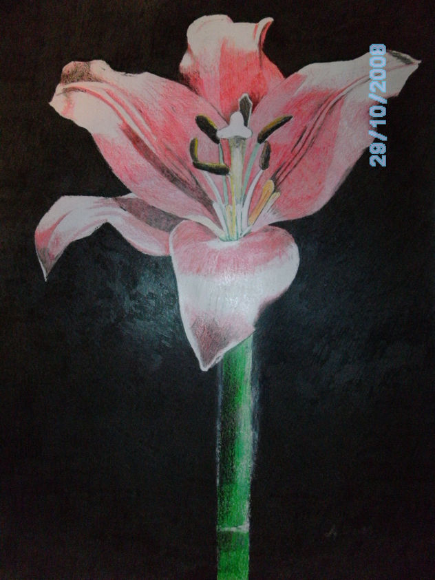 orquidea