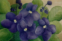 Violetas