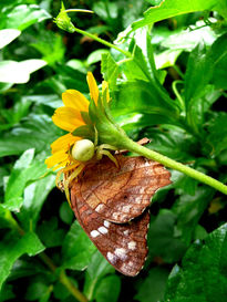 Comiendo mariposas