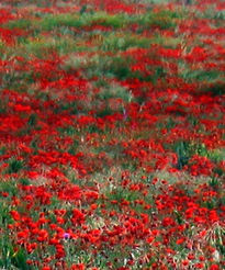 Color de Amapola II