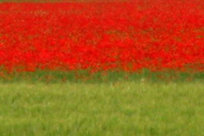 Color de Amapola I