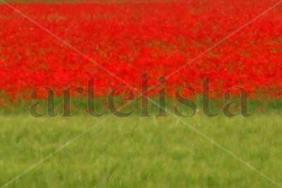 Color de Amapola I