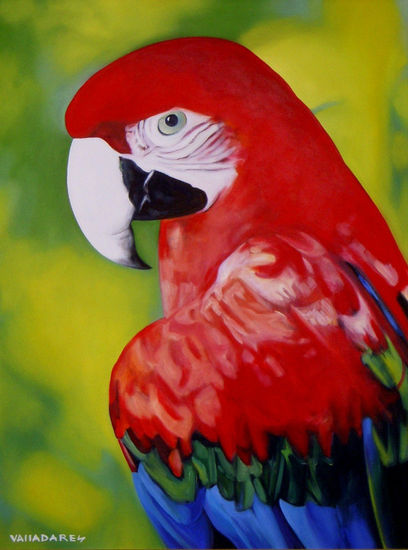 Loro Oil Canvas Animals