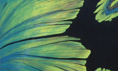 Sueños de Mariposas