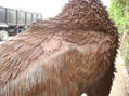 buffalo americano