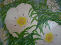 flores de jara
